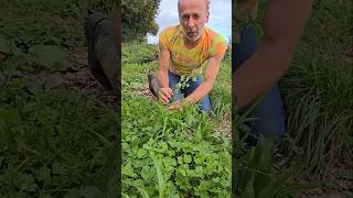 Black Nightshade solanum nigrum foraging nativeplants adventure explore nature herbs ideas [upl. by Adoh]