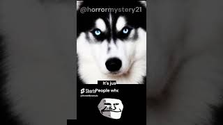 Smiling Siberian husky truestory viral ytshorts shorts siberianhusky comment share nightmare [upl. by Margie]