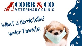 Canine Bordetella Explained Protecting Your Dog from Kennel Cough  Cobb amp Co Veterinary Clinic [upl. by Sherurd]