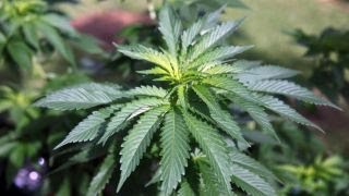 Should Investors have a longterm view on pot stocks [upl. by Omrellug372]