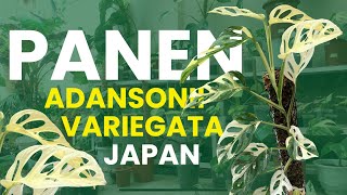 PANEN MONSTERA ADANSONII VARIEGATA JAPAN [upl. by Aneel]