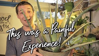 How to Repot a LARGE Aloe Vera Plant [upl. by Akcir]