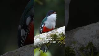 Tocororo Cuban trogon🪶 Nuestra espléndida ave nacional 🇨🇺  birds tocororo [upl. by Datnow]