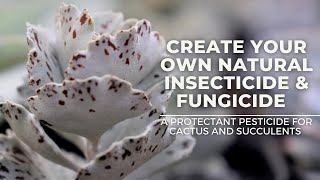 DIY  How to Make a Natural Foliar Pesticide for Cactus and Succulents  Living with Plants [upl. by Eniger]