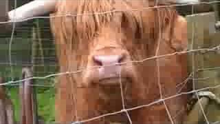 Hamish the Highland Cow [upl. by Indys]