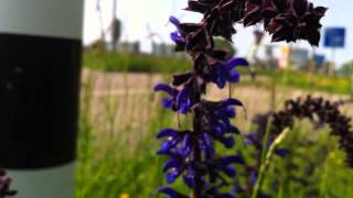 Meadow Clary Salvia Pratensis  Meadow Sage  20120519 [upl. by Sher]