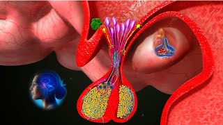 Pituitary Gland 3D Animation  Anatomy amp Functions of the Pituitary Gland  shorts [upl. by Nodal278]