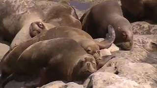 A colony of Sea lions  Patagonia  South America [upl. by Ytnom]