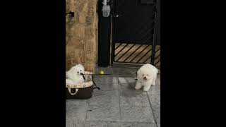 Ele tentando levar o Thor para passear 🤣🤣 petsfofos spitzalemao luludapomerania bichonfrise [upl. by Slater]