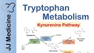 Tryptophan Metabolism Degradation and the Kynurenine Pathway [upl. by Aia]