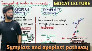 symplast and apoplast pathway  NMDCAT 2021 [upl. by Monika]