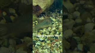 Green Aeneus Cory Catfish  A New Addition To The Aquarium [upl. by Erodroeht]