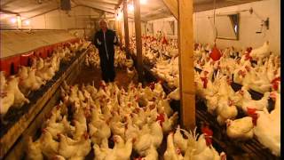 Cest pas sorcier POULES ET COQS EN STOCK [upl. by Milde]