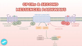 GProtein Coupled Receptors GPCRs amp Second Messenger Systems  Pharmacology [upl. by Iuq]