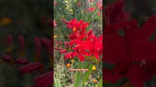 Crocosmia  Lucifer Flower [upl. by Annoeik]