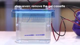 Separating Proteins using SDS Polyacrylamide Gel Electrophoresis SDS page [upl. by Ddot]