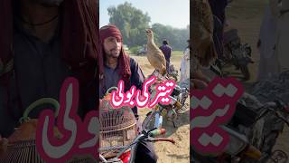 Teetar ki boli  Gray francolin Sounds  Teetar Ki awaz [upl. by Duster]