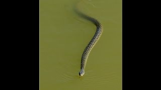 Checkered Keelback Snake  Velavadar [upl. by Ahsemo]