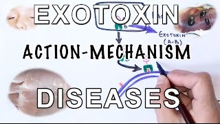 Mechanism of Exotoxin  Pathogens amp Diseases [upl. by Ainotahs364]