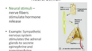 Chapter 16 Stimuli for Hormonal Secretion [upl. by Tremann]