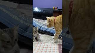 Thand badhne ka Karan btaya billu ne funny comedy memes youtubeshorts kittenslovers catlover [upl. by Irtimed716]