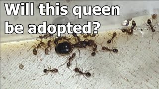 Red Fire Ant Solenopsis Invicta  Will a queen be adopted by my colony [upl. by Backler]