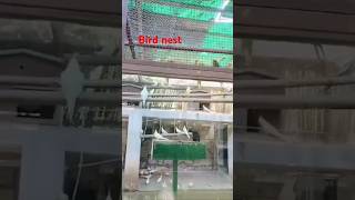 Bird nestbirds nest nature video creature birds video viralvideo funny bird YouTube video [upl. by Cobby]