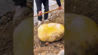 A golden stone is found on the river bank shortvideo [upl. by Asor]