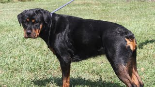 ROTTWEILER TAIL DOCKING HOW TO DO IT AT HOME [upl. by Essyla]