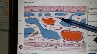 Histology Of Choroid [upl. by Attaynek]