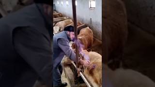 How To Treat Bloated Cow The Critical Vet Procedure [upl. by Sladen305]