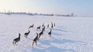 Caprioli che corrono nella neve 🦌❄️ [upl. by Eniamirt]