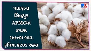 પાટણના સિદ્ધપુર APMCમાં કપાસ મહત્તમ ભાવ રૂપિયા 8205 રહ્યા  APMC  GUJARAT  Tv9D [upl. by Reema]