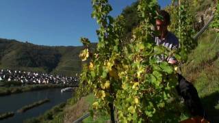 Mosel Wine harvest  Vintage  in Cochem Region in Moselle Valley in Germany [upl. by Anuayek]