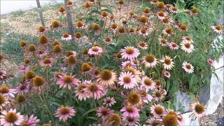 Echinacea Purpurea Purple Coneflowers for Immune System Support [upl. by Inga]