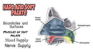 Hard and Soft Palate Complete Anatomy  Super easy explanation  Minahil ft Medical [upl. by Lashond]