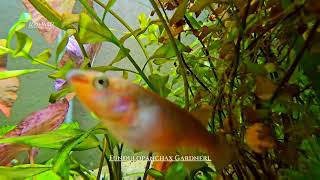 Fundulopanchax gardneri Killifish in planted aquarium [upl. by Eriha]