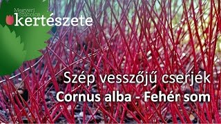 Szép vesszőjű cserjék Cornus albaFehér som [upl. by Wei]