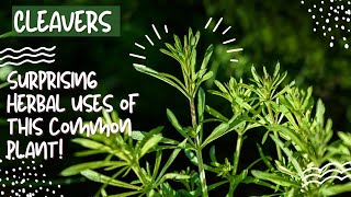 Cleavers Herb Surprising herbal benefits of this common plant [upl. by Nimref]