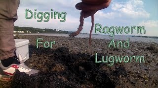 Digging Bait Ragworm and Lugworm [upl. by Kuehn981]