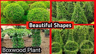 Boxwood Plant  Boxwood plant shoes ideas  How to shape a Buxus plant shrub [upl. by Adina]