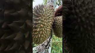 Harvesting Durian Fruit  Green Farm 125 Harvesting fruit satisfying harvestdurian [upl. by Lerim]