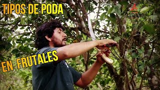 TIPOS DE PODA EN ÁRBOLES FRUTALES Y CÍTRICOS [upl. by Artemis]