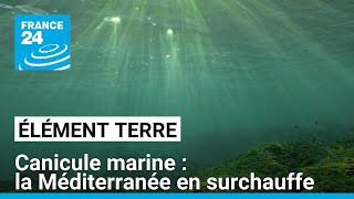 Alerte aux canicules marines  la Méditerranée en surchauffe • FRANCE 24 [upl. by Niamart]