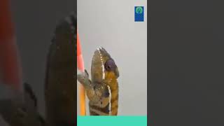 Chameleon Colours 🦎 ytshorts wildlife pets chameleon colors [upl. by Hasheem]