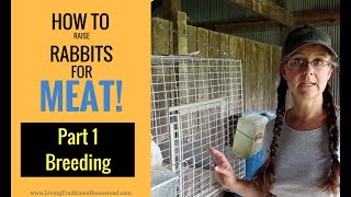 How to Raise Rabbits for Meat Part 1 Breeding [upl. by Ateloiv470]