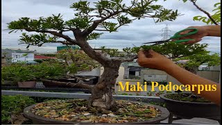 Trimming of Maki Podocarpus Bonsai [upl. by Anivla]