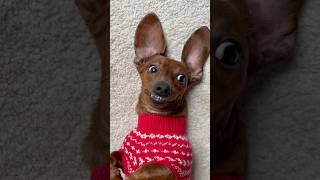 When mini dachshund realizes Christmas is less than 2 months away [upl. by Jacques]