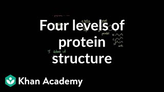 Four levels of protein structure  Chemical processes  MCAT  Khan Academy [upl. by Mell585]