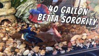 40 Gallon Betta Sorority With Guppies  Filming My Betta Sorority During Feeding Time [upl. by Sylvester]